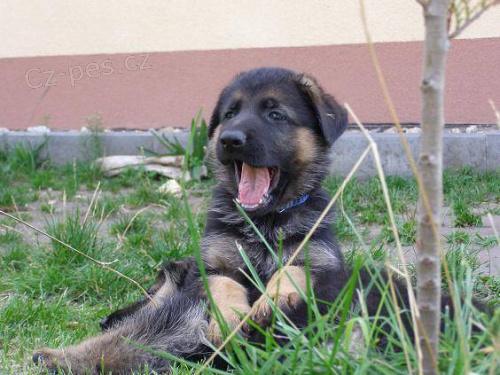 Prod�m kr�sn� pejsky NO s PP