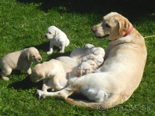 Labradorsk� retriever - �teniatka na predaj