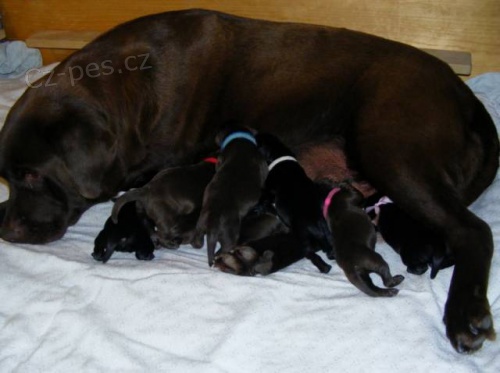 �t��ata Labrador