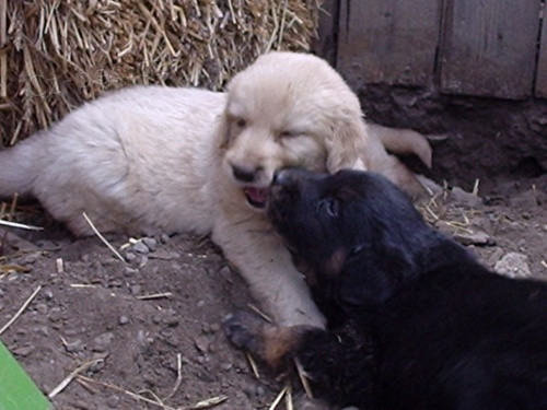 �t���tka Hovawarta