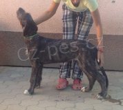 �teniatka �rskeho vlkodava na predaj