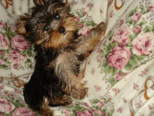 Jork��r teri�r- �t���tka s PP