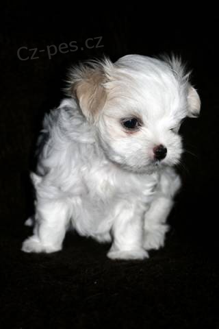 Malt�z��ek s pr�kazem p�vodu