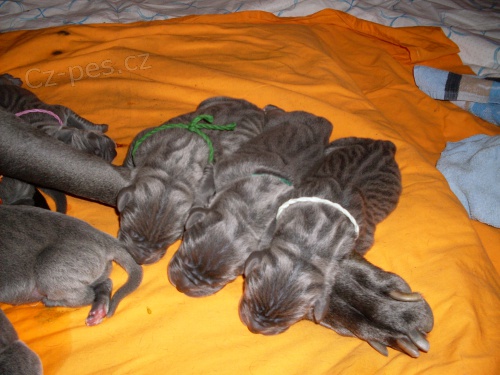 prod� �t���tka n�meck� dogy modr�