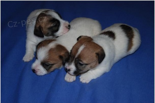 Jack Russell Terrier - n�dhern� �t���tka