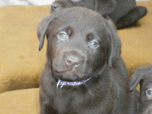 Labradorsk� retriever s PP- �okol�dov�