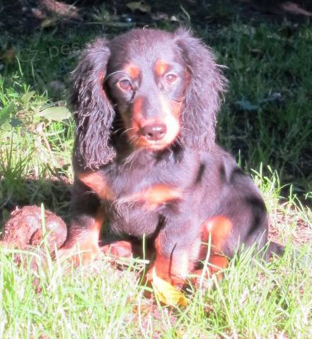 Miniaturn� jezev��k dlouhosrst�