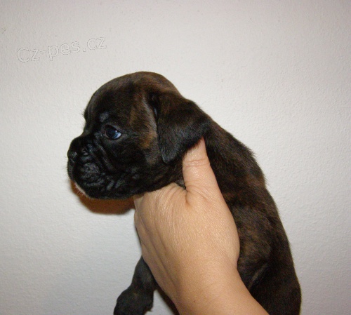 Boxer  �t��ata