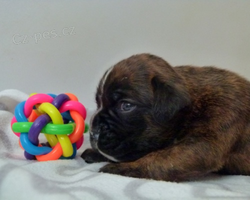 Boxer - �t��ata s PP