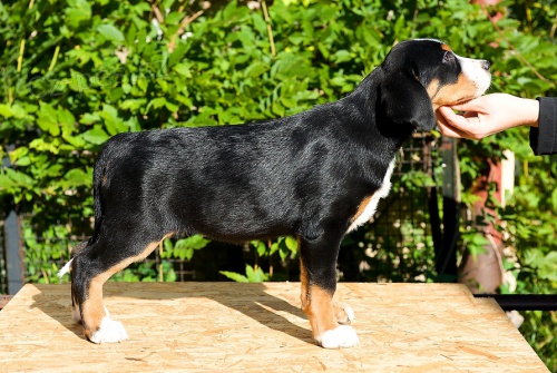 Velk� �v�carsk� sala�nick� pes