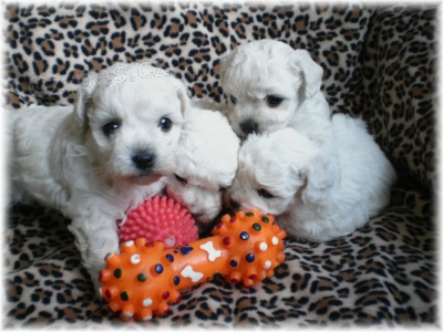 Bi�onek fris� - �t���tka