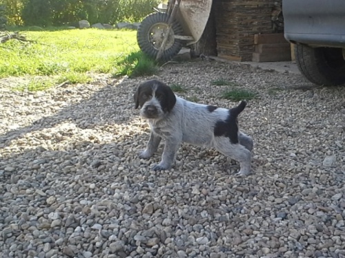 �t��ata �esk�ho fouska