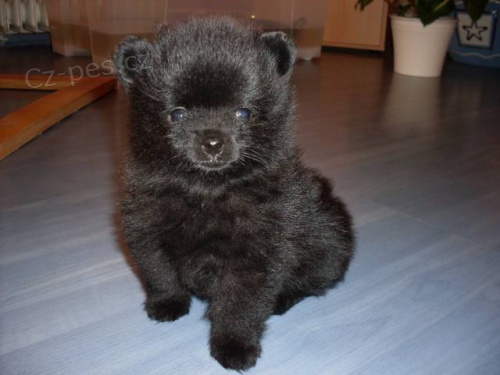 Fene�ky mal�ho n�meck�ho �pice s PP