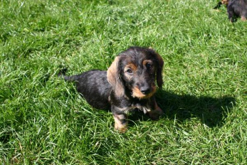 �t��ata jezev��ka drsnosrst�ho