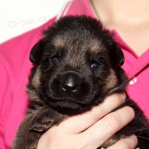 N�meck� ov��k s pr�kazem p�vodu