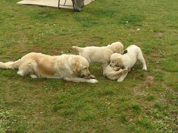 Zlat� retr�vr - �t���tka s PP k okam�it�mu odb�ru