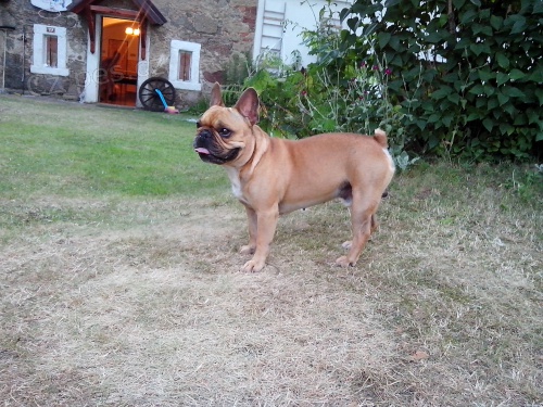 Francouzsk� buldo�ek - Kryt�