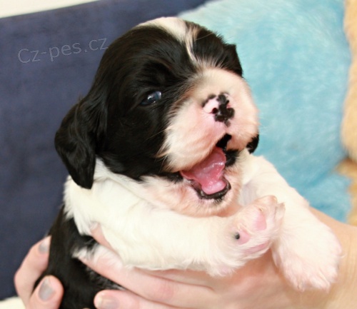 americk� kokr�pan�l