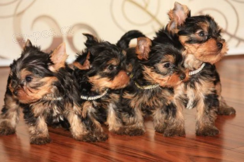 JORK��RSK� TERIER