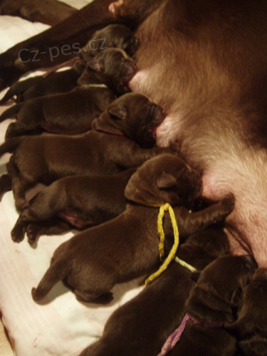 Labradorsk� retr�vr-�okol�dov� �t�n�tka s PP