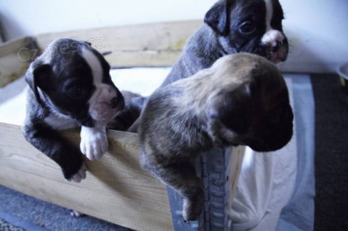 Boxer �t��ata na prodej