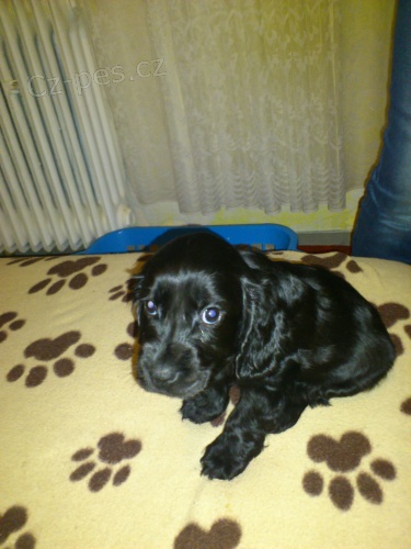 Prod�m �t�n� americk�ho kokr�pan�la