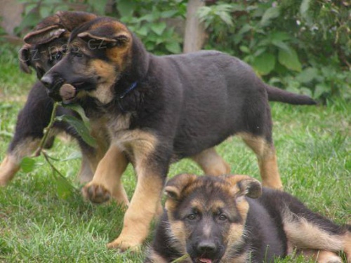 Prod�m kr�sn� pejsky NO s PP