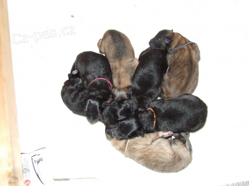 Belgick� ov��k