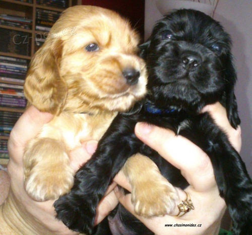 Anglick� kokr�pan�l s PP - �t��ata