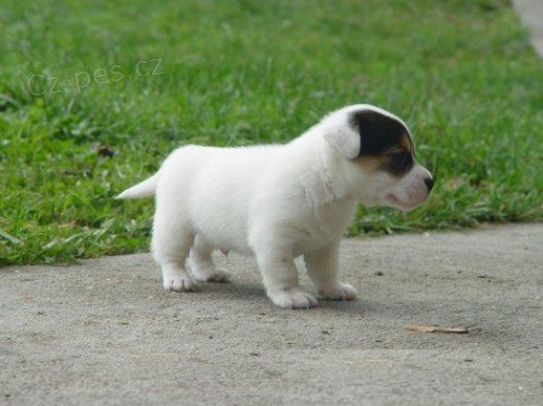 Jack Russel teri�r - prod�m �t��ata JRT