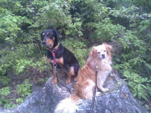 VEN�EN�, HL�D�N� PS� A KO�EK V KLADN� A OKOL�