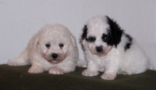 Bolo�sk� ps�k barevn� a b�l