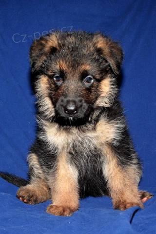 N�meck� ov��k s PP