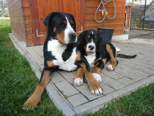 �t�n� Velk�ho �v�carsk�ho sala�nick�ho psa