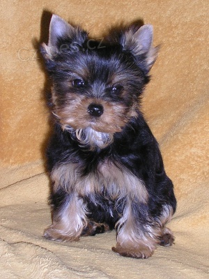 �t��ata jork��ra