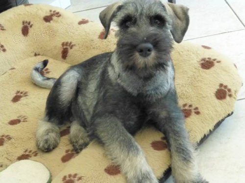 KN�RA� ST�EDN� P+S s PP