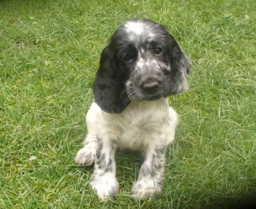 Anglick� kokr�pan�l