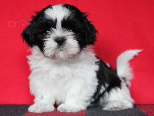 Shih-tzu, �i-tzu