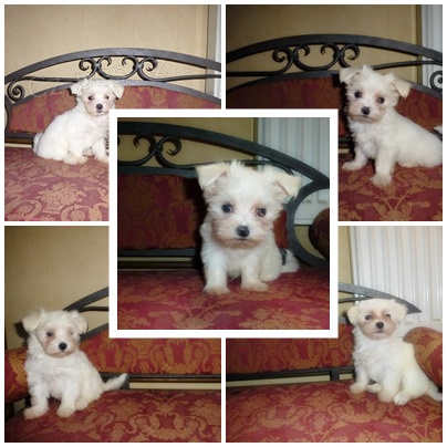 Malt�zsk� ps�k