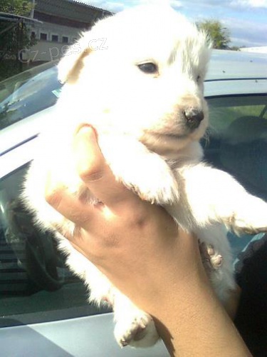 Prodej �t�nat Slovensk� �uva�