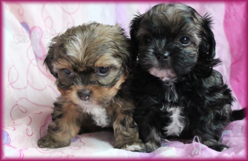 Rusk� barevn� bolonka - �t���tka