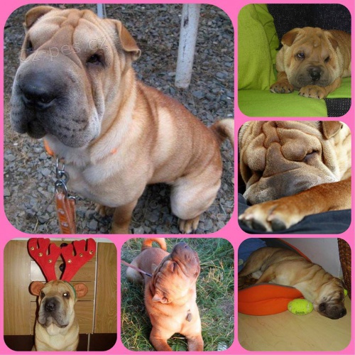 �t��ata SHAR-PEI