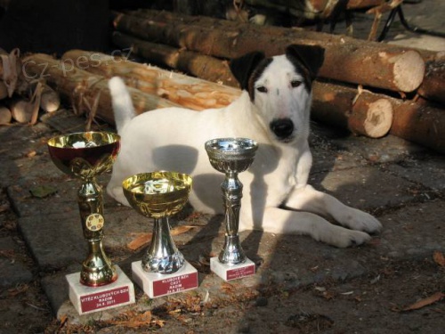 Foxterier hladkosrst�