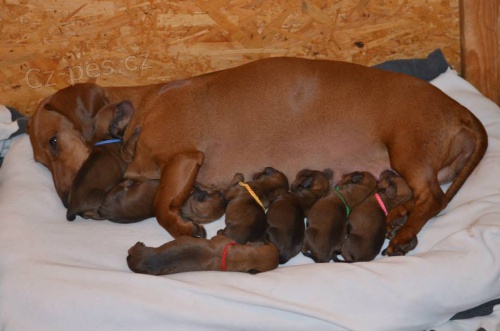 Jezev��k standard hladkosrst� s PP