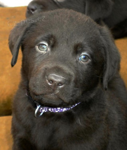 Labradorsk� retriever -�oko barva s PP