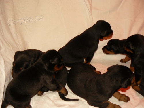 Dobrman-�t���tka