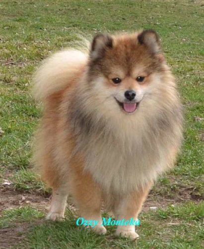 N�meck� �pic mal�