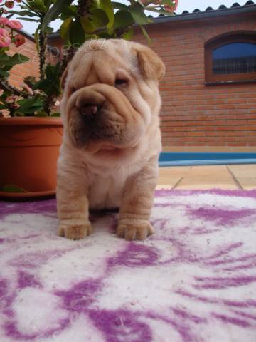 �arpej, Shar-pei