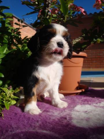 Kaval�r King Charles spaniel, KKCH�