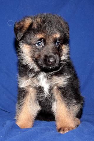 N�meck� ov��k s pr�kazem p�vodu